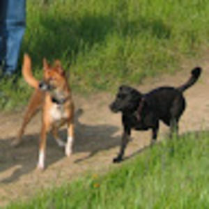 Meet your Posher, El